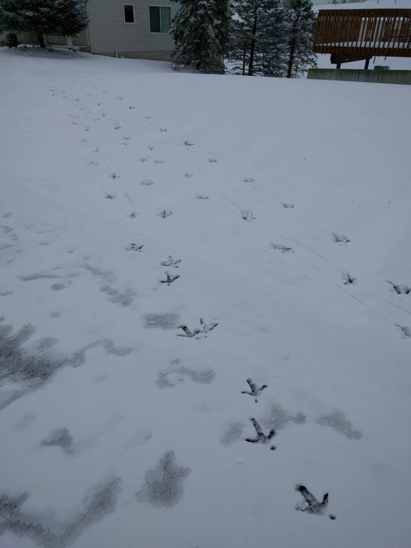 2017-03-13 turkey tracks in snow